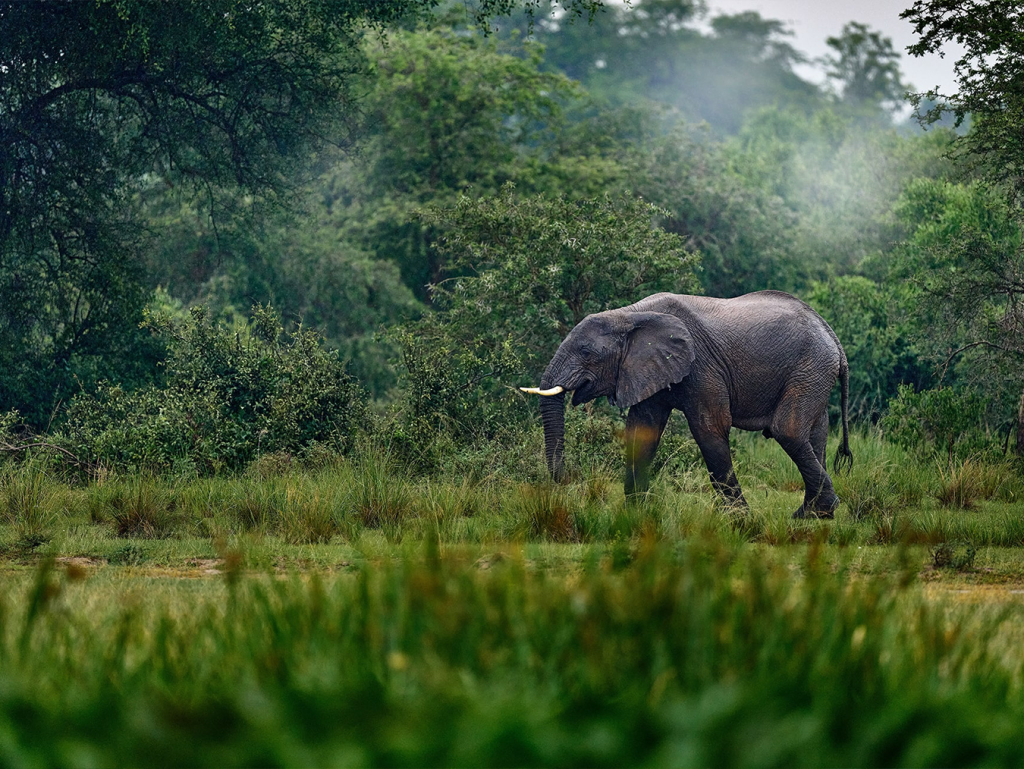 Zimbabwe’s Treasure